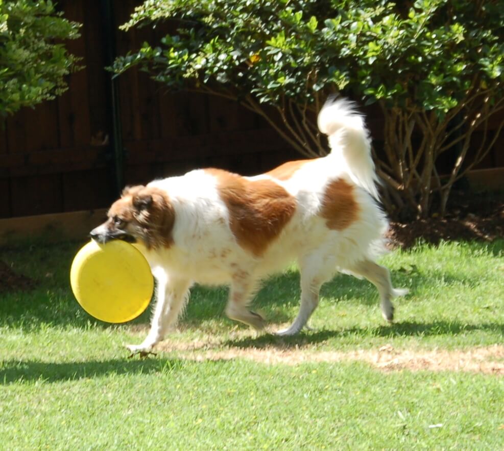 Are Boxers Good Frisbee Dogs Are Boxers Good Frisbee Dogs