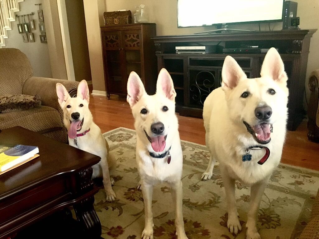 best large breed puppy food for german shepherds the best puppy food for german shepherd breeds dakota says best large breed puppy food for german shepherds the best puppy food for german shepherd breeds dakota says