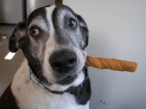 A Dog Goes into a Bar....