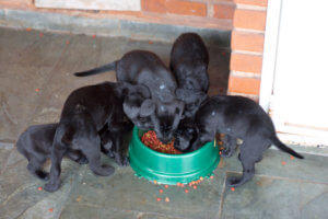 Puppies eating