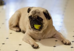 Pancho waiting his turn to eat a pear.