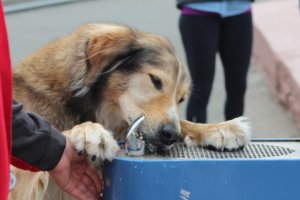 A thirsty day for mans best friend.