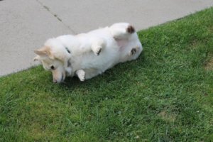 Rotating Dog