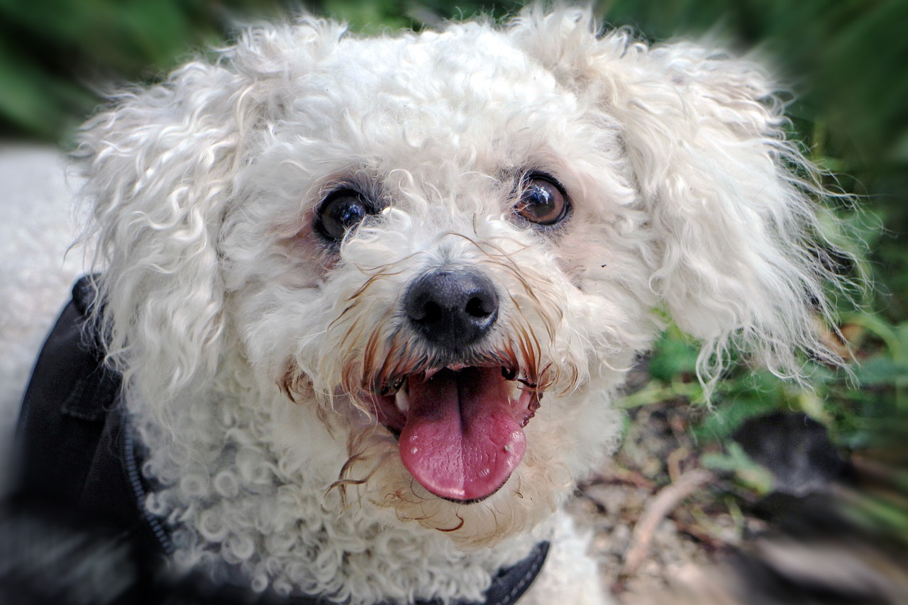 Bichon Frisé dog's head. Very cute.