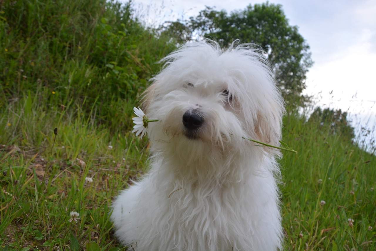 Cotton, Tulear Dog, Domestic Animal