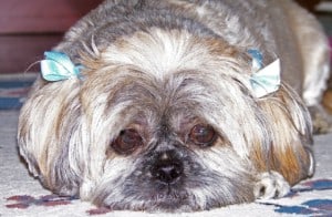 Dog, Domestic Puppy, Animal, Pet