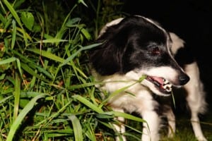 Dog, Pet, Garden At Night, Grass Eat