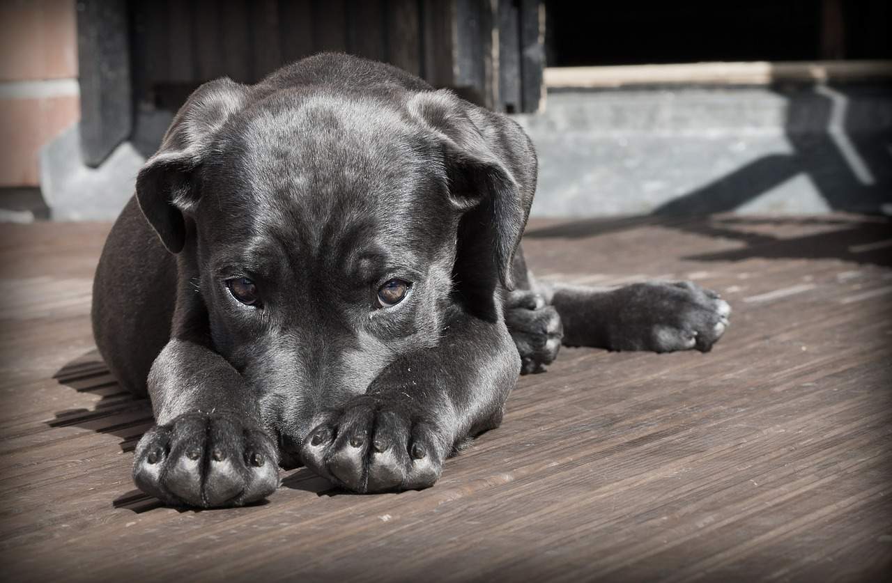 Pet, Dog, Puppy,, The Shy Cute Animal