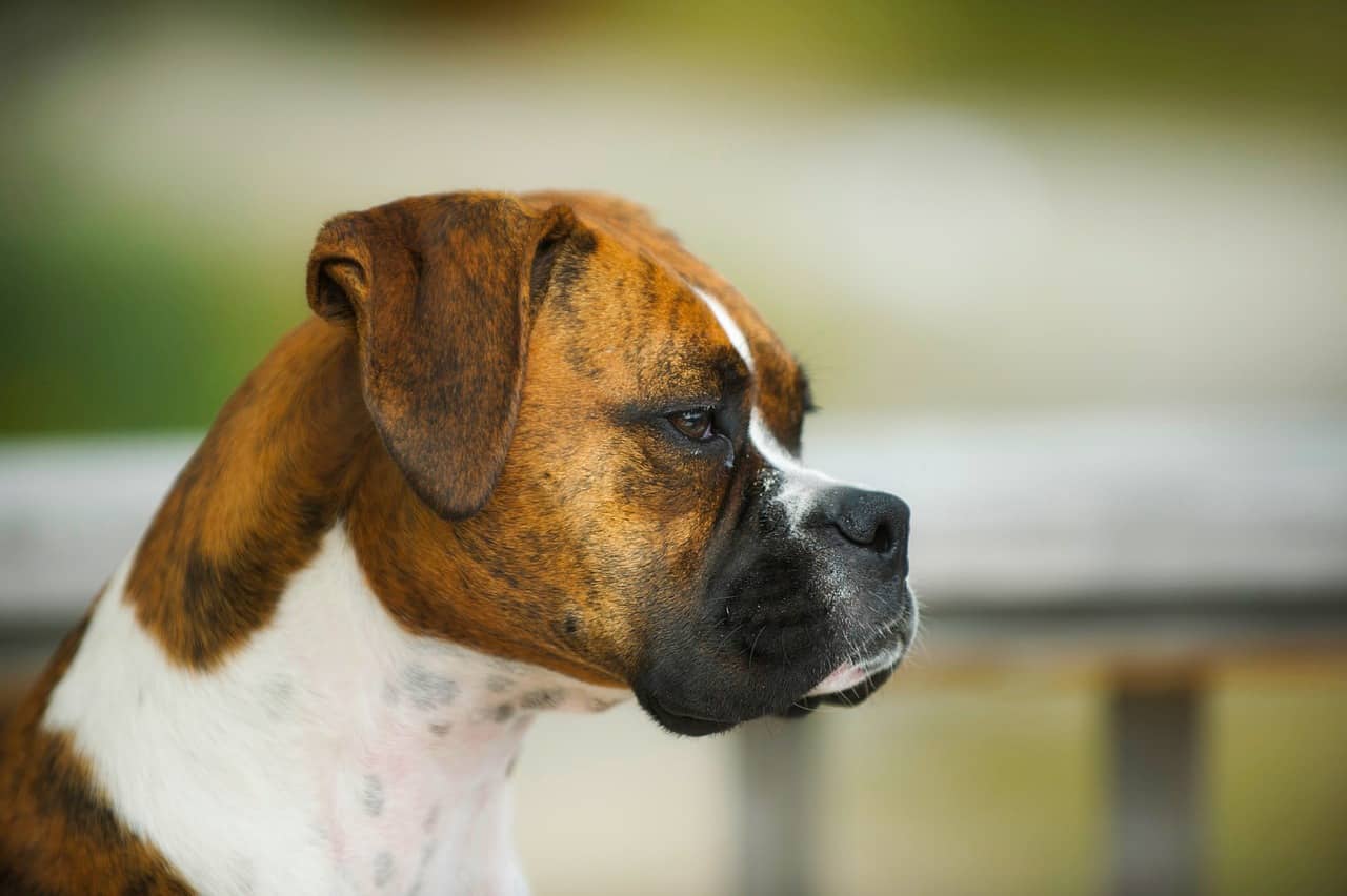 Boxer, Dog, Animal, Pet Closeup