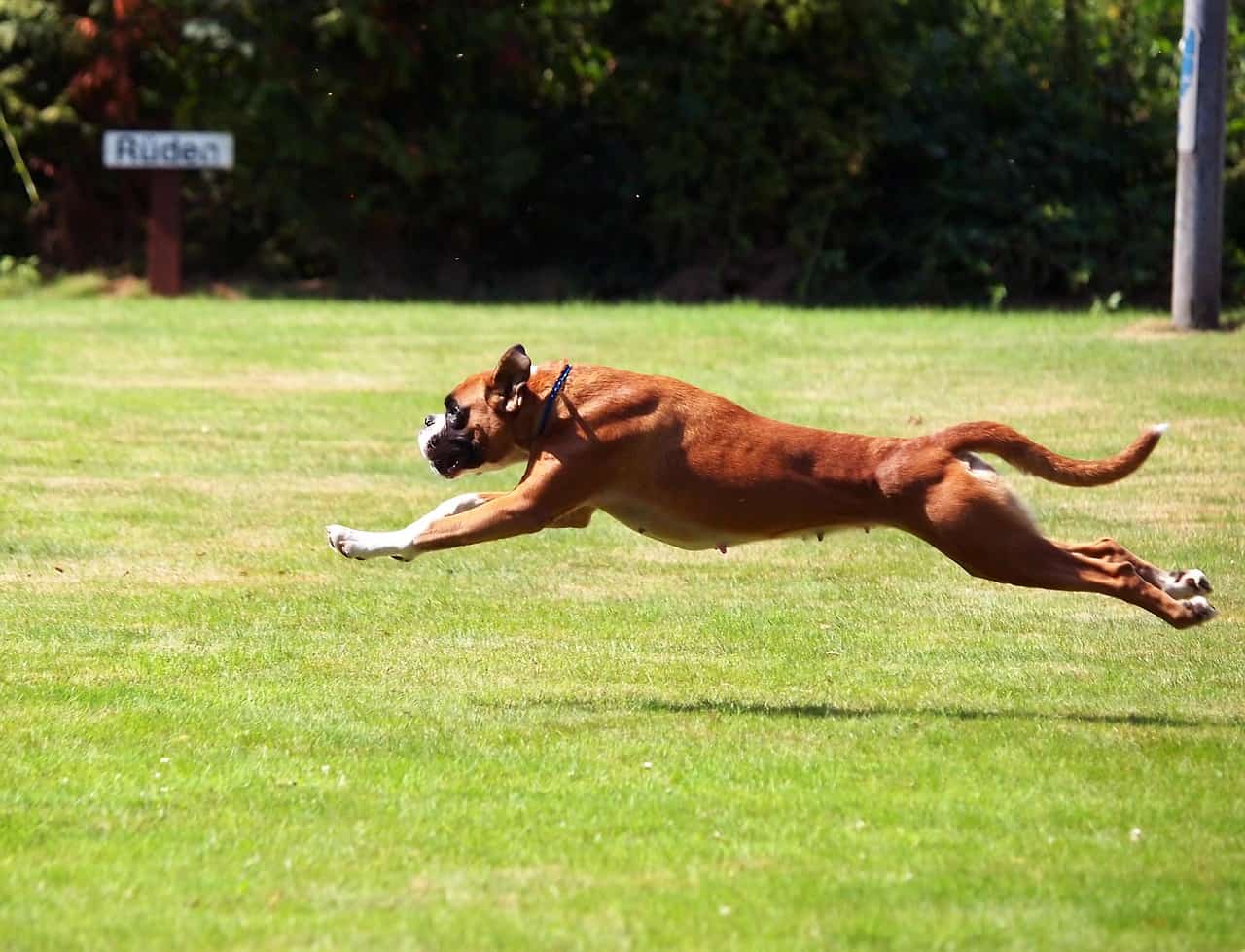 Boxer, German Boxer, Young boxer, dogs