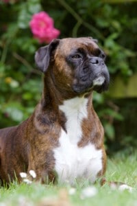 Boxer dog, Portrait Garden Brown
