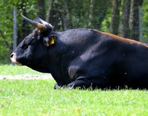 Bull Horns. Beef, Animal world