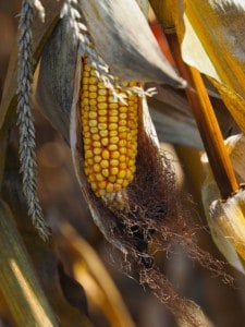 Corn, Agriculture, Cereals, Nature