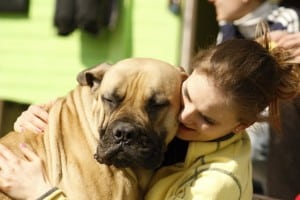 Dog, Girl Bordeaux Mastiffs, Mastiff