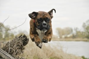 Dog flight, Spacer, Boxer, River