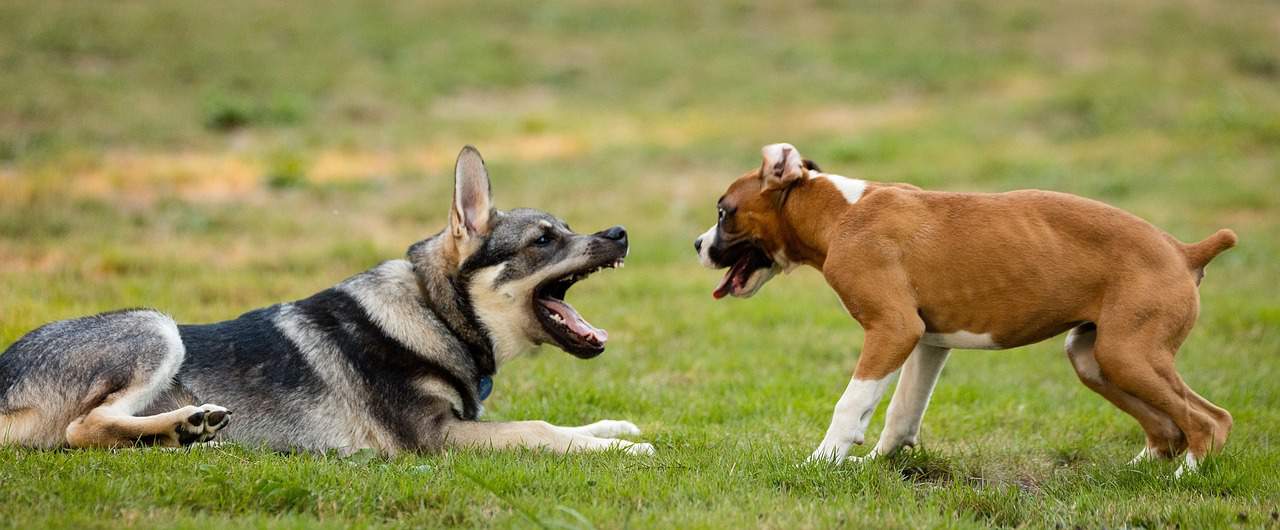 Dogs Playing, Canines, Pets Play