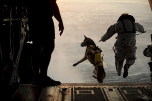 Skydiving Jump, Dog Canine Falling