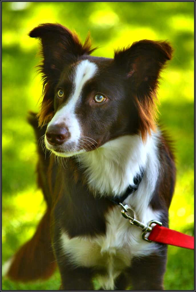 Chocolate Border Collie (Best Dog Food Brands for Border Collies)