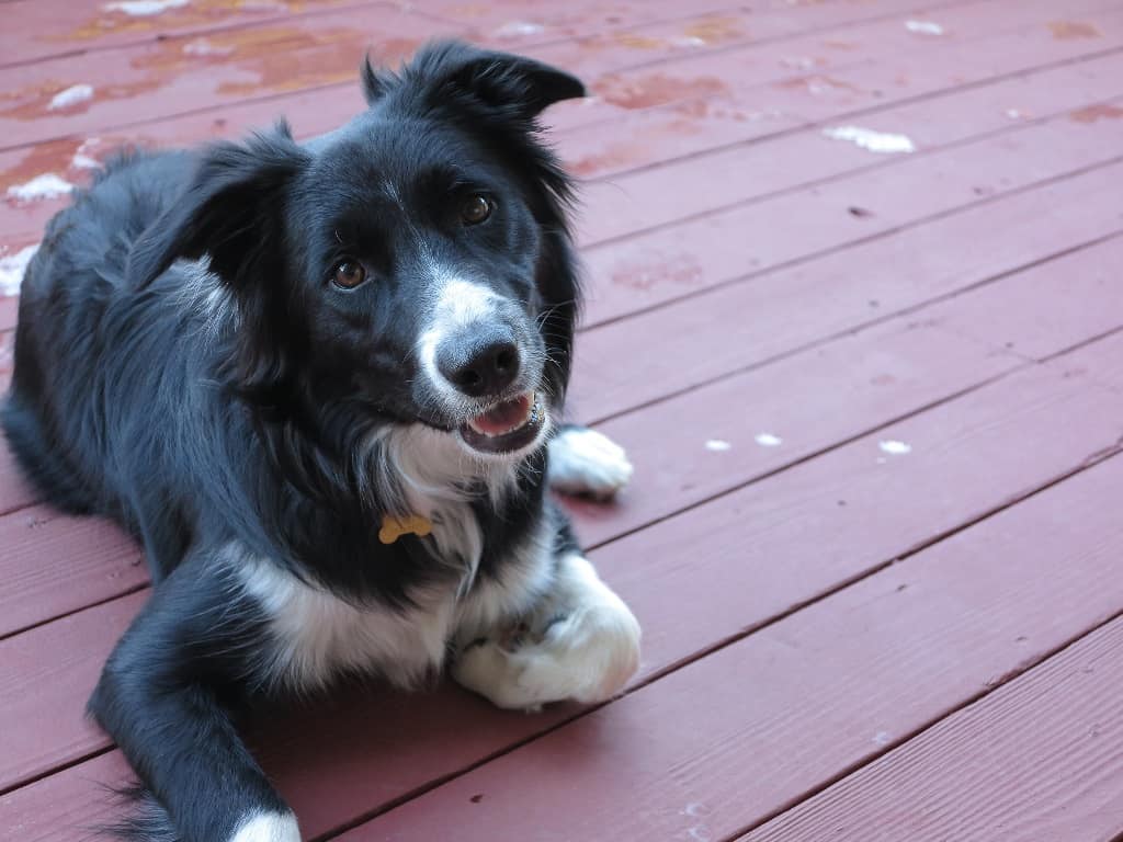 Young Border Collie Maggie at about 6 months (shot 2013) (IMG_0664.JPG)