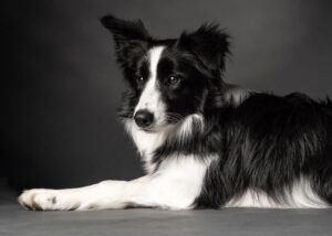 Border Collie Puppy