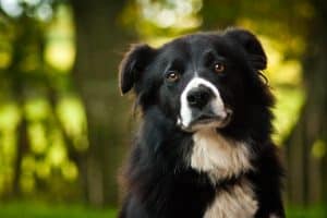 Wondering (Best Dog Food Brands for Border Collies)