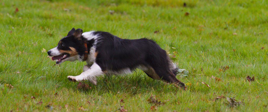 Running - Friends of Dakota Says