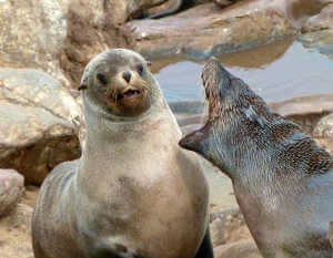 Bad breath at cape cross (what Oils for Bad Breath do I need?)