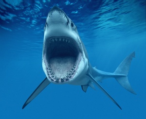 Shark teeth (Dangers of Overnight Teeth Whitening Kits)