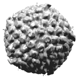 Herpes Simplex Virus Type 1 Virus