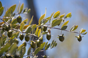 Seeds on a Female Jojoba Bush