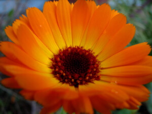 Calendula