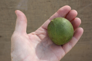 Candle Nut Tree (Aleurites rockinghamensis)