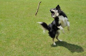 Jasper the border collie leaping in the air catching a stick