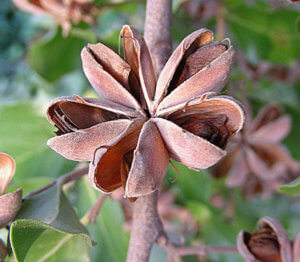 Quillaja saponaria, pod and seeds