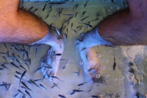 Fish are eating dead skin off Steve's feet.