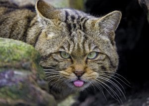 Cheeky wildcat