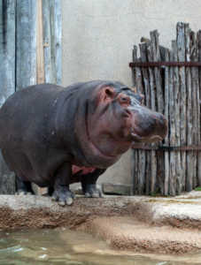 Fat Hippo