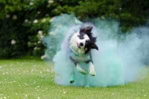 Corn, Powder, Holi, Colour, Dog, Talc cloud of powder after big hit