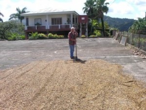 Coffee Bean Locations: Puerto Rico - Man next to street filled coffee beans