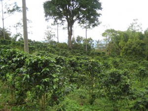 Coffee Bean Locations: A coffee farm in Colombia