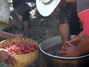 Coffee Bean Locations: Mexico - Cleaning Mexican Organic Coffee