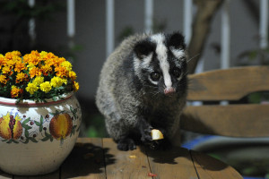 Masked Palm Civet