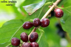 coffea arabica o cafeto (a picture of the best arabica coffee beans)