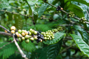 varietal of robusta beans used by robusta coffee brands