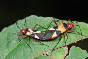 mating Dysdercus bugs