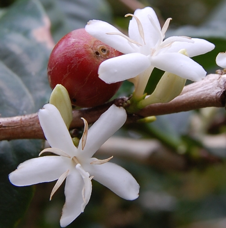 Coffee flower and a prematurely ripe bean.