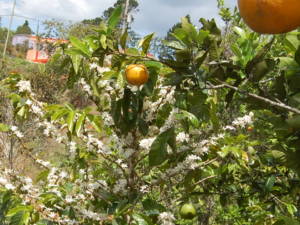 Coffee tree and orange trees, multicroping in Maricao, Puerto Rico.