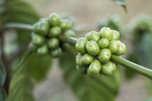 Coffee, Coffee Beans, Gayo Coffee, Green Coffee Beans
